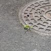 知る人ぞ知る芸術品！マンホールカードって何か調べてみた